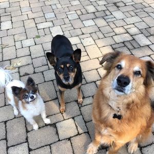 Meet your Posher, Kira